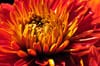 Chrysanthemum (red)