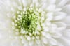 Chrysanthemum (white)