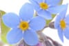 Forget-me-nots