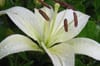 Lilies (white)