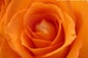 Roses (coral or orange)