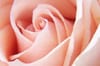 Roses (light pink)